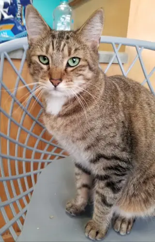 Green Eyes