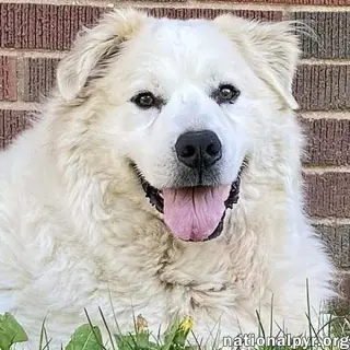 Luke in PA - Looking for the Good Life!