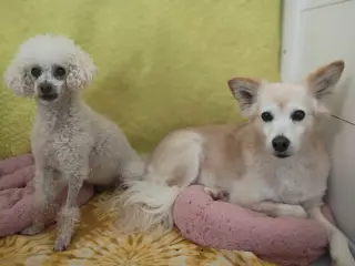 Sadie May 26 Bonded to Peanut May 26