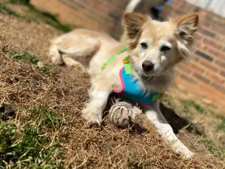 Sadie May 26 Bonded to Peanut May 26