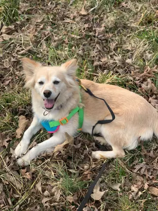 Sadie May 26 Bonded to Peanut May 26