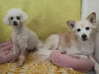 Sadie May 26 Bonded to Peanut May 26