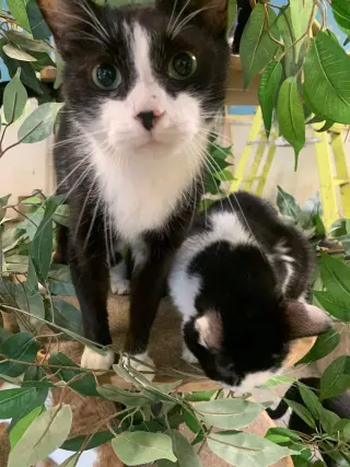 Ringo