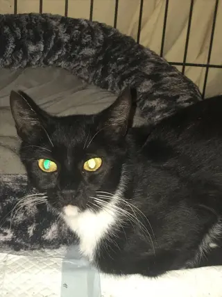 Daphne