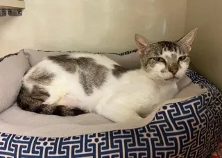 Zena