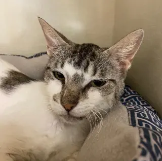 Zena