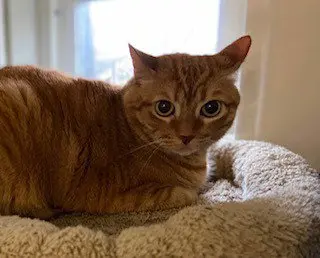Vader