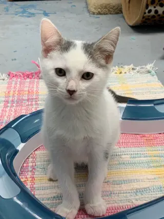 Smudge