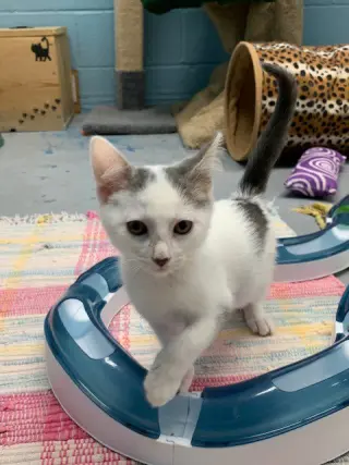 Smudge