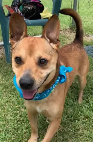 Peanut