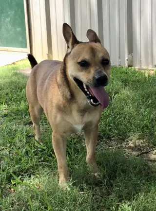 Peanut