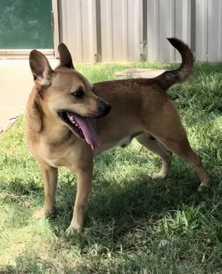 Peanut