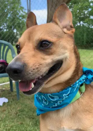 Peanut