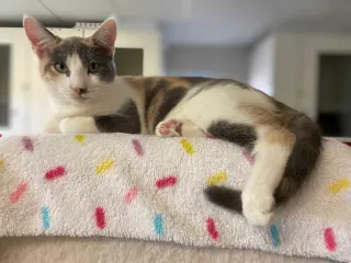Milani