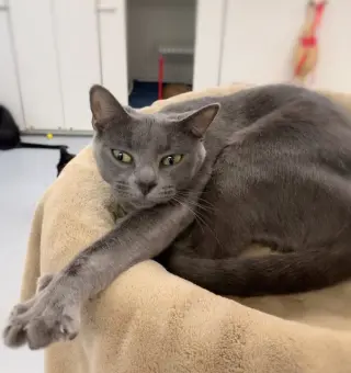Lady Ashley