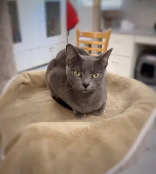 Lady Ashley