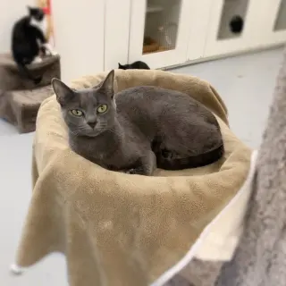 Lady Ashley