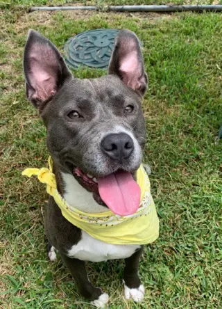 Harper