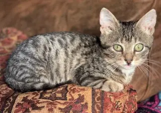 Hamilton