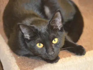 Georgia