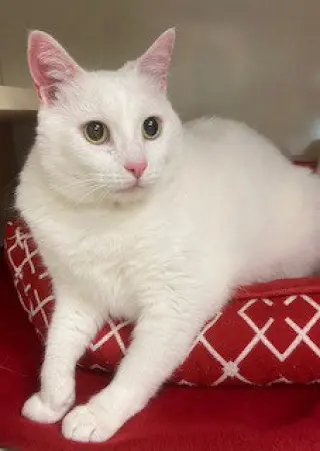 George