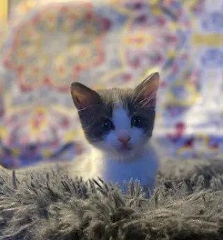 Cloud