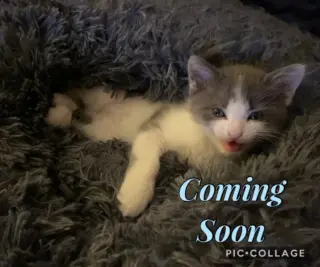 Cloud