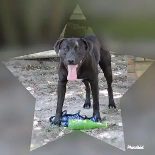 Choco