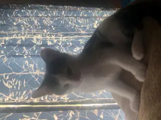Archie