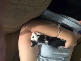 Archie