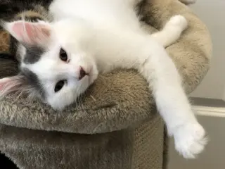 Casper