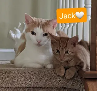 Jack