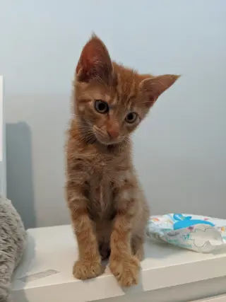 Jack