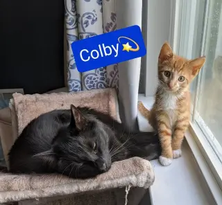 Colby
