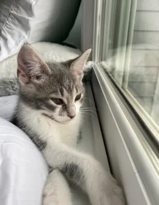 Percy