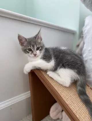 Percy