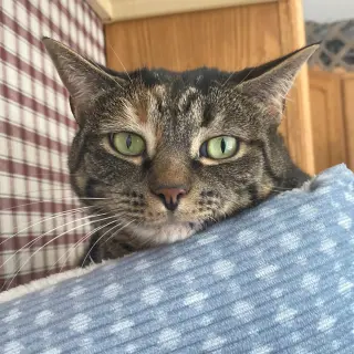 Loona