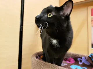Obi-Wan Catnobi