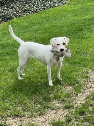 Poppy