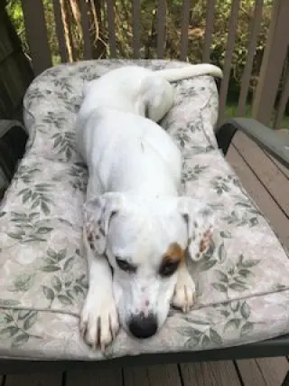 Poppy