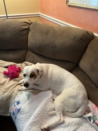 Poppy