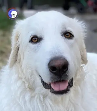 Howie