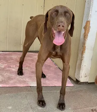 Bruno