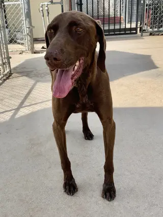 Bruno