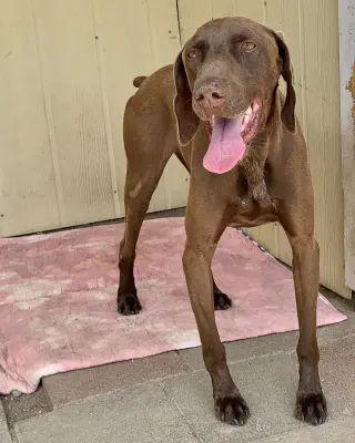 Bruno