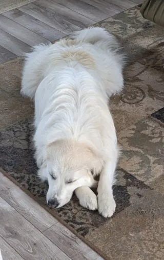 Izzy