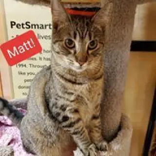 Matt