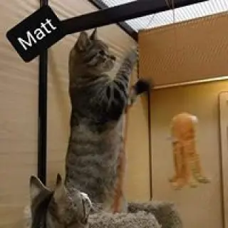 Matt