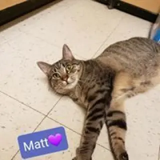 Matt
