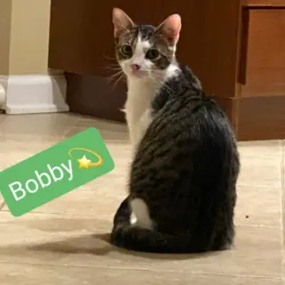 Bobby